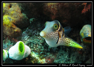 Canthigaster valentini by Raoul Caprez 